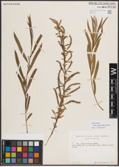 Foto von Salix exigua subsp. interior (Rowlee) Cronquist